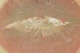 Fossil Shrimp (Lobetelson) - Illinois #120971-1